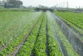 spray tube irrigation in nigeria