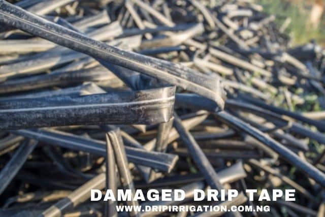 damaged drip tapes