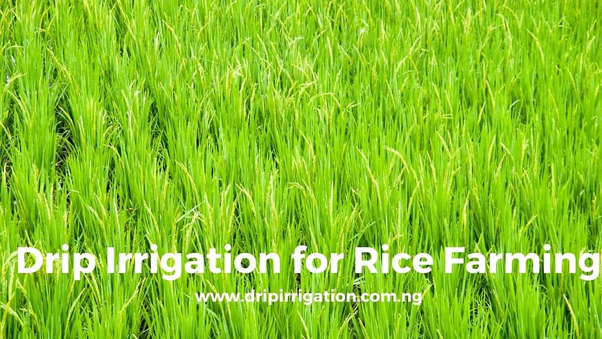 drip irrigation for rice farming